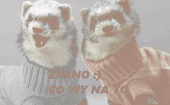 Dwie fretki w sweterkach zimno
